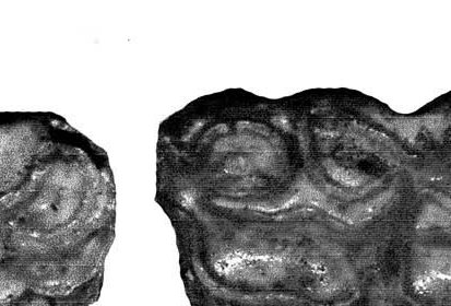 Fig.23 E. conversidens Burnet Cave Cheek teeth
