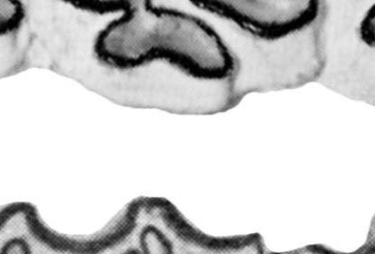 Fig.18 E. conversidens Type and Cedazo Upper cheek teeth