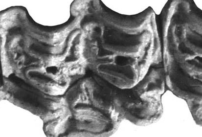 Fig.8 A. leoni Upper cheek teeth