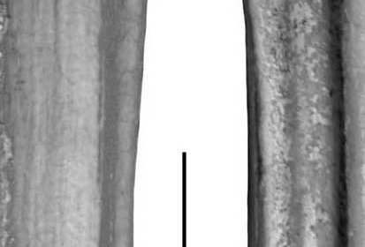 Fig. 10 Ocucaje, MUSM 494 Lower molar