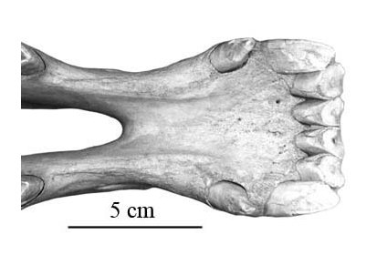 P42 AMNH 16234 Symphyse
