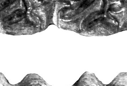 Fig.9 Baranca del Muerto LACM 308-123900 Upper cheek teeth
