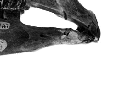 Burge 60353 skull, upper & lower cheek teeth