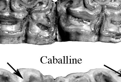 Fig.12 Caballine and Amerhippine Lower cheek teeth