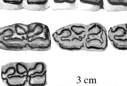 Fig.14 Powers ranch BEG 31186-35, Lower cheek teeth