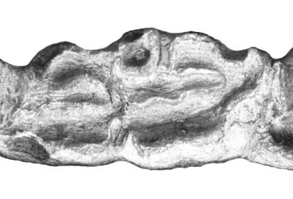 E. scotti AMNH 10607, lower P3-M1
