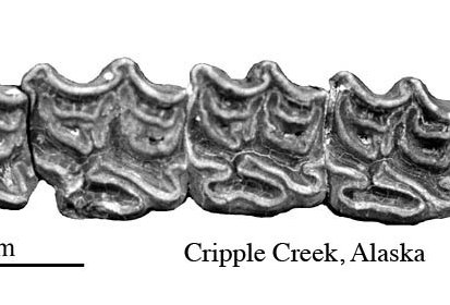 Fig.39 E. conversidens FAM 60033 Upper cheek teeth