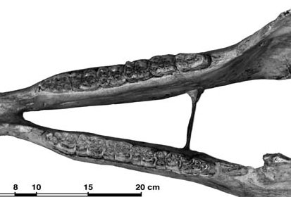 Fig.4 A. leoni LACM 3929 Mandibule
