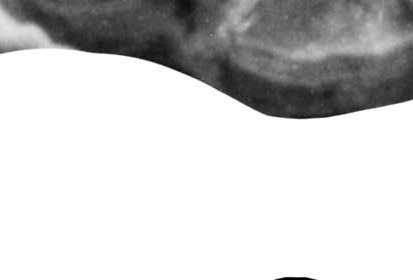 A. senezensis, right upper and lower cheek teeth series, Se 804, occlusal views.