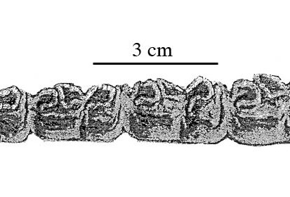 Fig.37 E. conversidens Valsequillo CRP Codaup 48 Lower cheek teeth