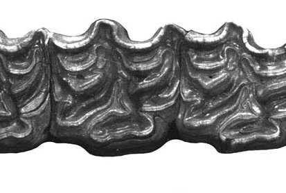 Fig.7 A. occidentalis, Upper cheek teeth