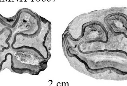 E. scotti AMNH 10607, lower premolars