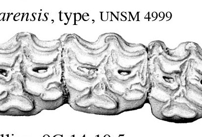 Fig.29 E. niobrarensis E.sp.A, RLB, Upper cheek teeth