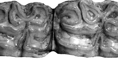 Fig.11 A. leoni Lower cheek teeth
