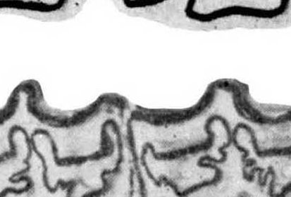 Fig.21 E. nevadanus and other Upper cheek teeth