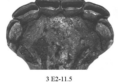 Fig.9 A. ocidentalis, Lower incisors