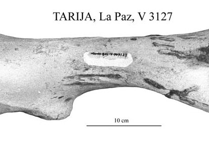 Humerus, Tarija, La Paz V 3127