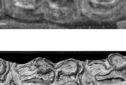 Cormohipparion indet. lower cheek teeth