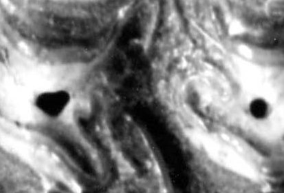 A. senezensis, left upper cheek teeth series, FSL 210887, occlusal view.
