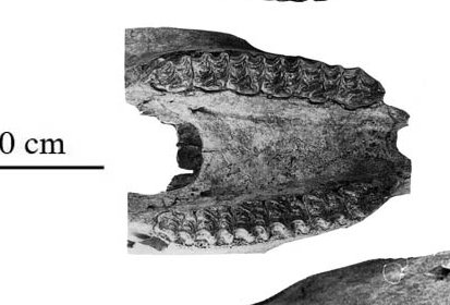 Fig.6 Baranca del Muerto LACM 308-123900 Cranium