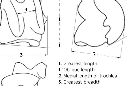 Talus system of measurements