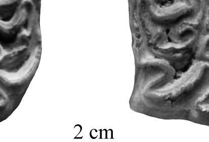 H. rocinantis, Upper and Lower cheek teeth