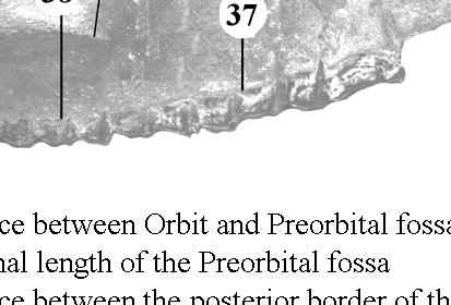 Preorbital Fossa measurements