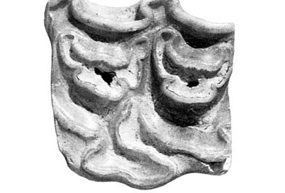 Steblev, Upper Premolar photo