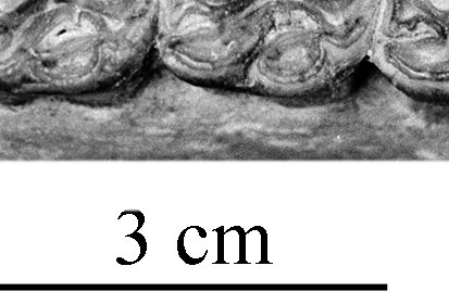 Lakotahippus upper cheek teeth