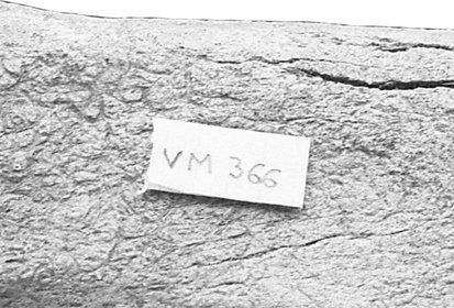 VM 81-366 Tibia distal