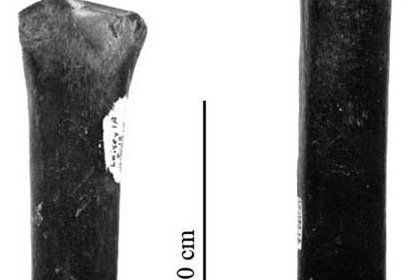 Fig.32 Florida, Equus sp.A Metapodials