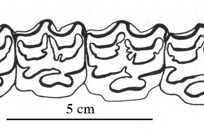 Fig.32 E. conversidens Dry Cave 31-47 Upper cheek teeth