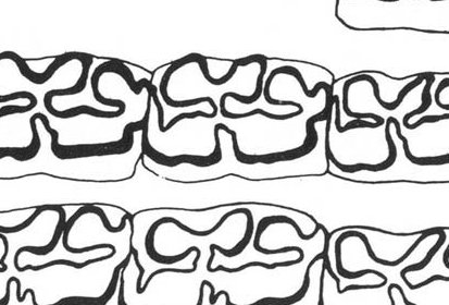 Fig.33 E. conversidens Dry Cave Lower cheek teeth