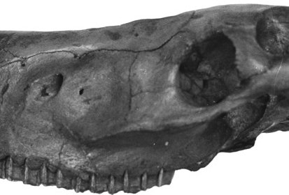 AMNH 14396, profil