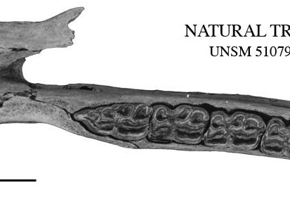 Fig.2 Nat Trap mandible 51079, occlusal view