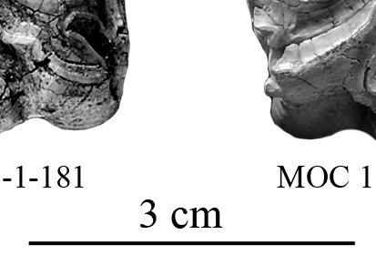 Sidi Bou Knabel E. melkiensis Cheek teeth