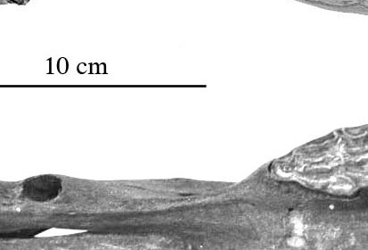 Fig.12 Haile 16A Symphysis-Cedar Muzzle
