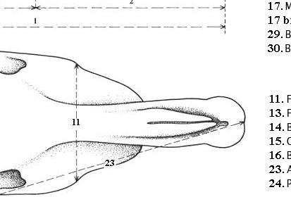 Skull system of measurements
