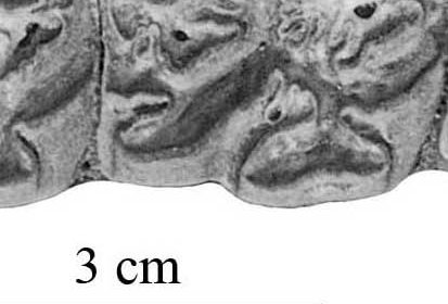 Fig.25 Pool AMNH 95588-Cedazo, Cheek teeth