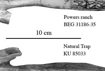 Fig.1 Natural Trap and Powers ranch, mandibles, occlusal views