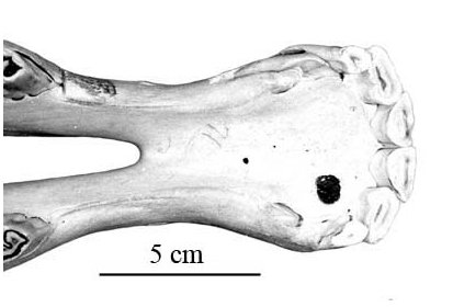 P49 AMNH 90198 Symphyse