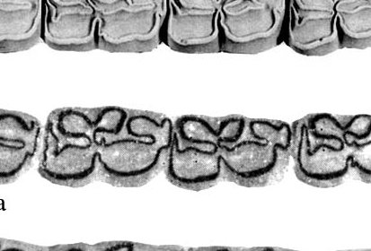 FIg.39 Florida E.sp.B et al. Lower cheek teeth