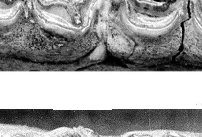Cormohipparion (A ?) lower cheek teeth