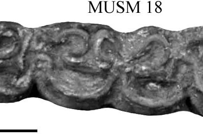 MUSM 18, Lower right M1-M3