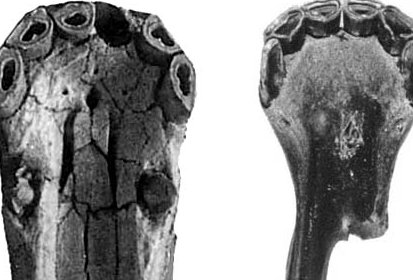 Fig.28 Florida, E.sp.A Muzzle-Symphysis