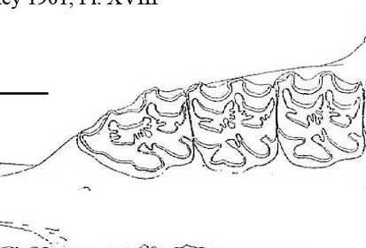 E. scotti AMNH 10628, occlusal after Gidley