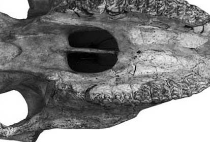 Fig.3 A. leoni LACM 3929 Cranium