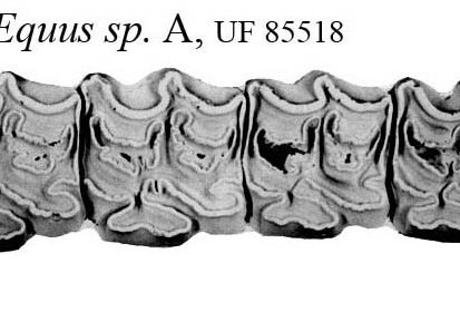 Fig.34 Pool Branch, E.sp.A, E.sp.C Upper cheek teeth