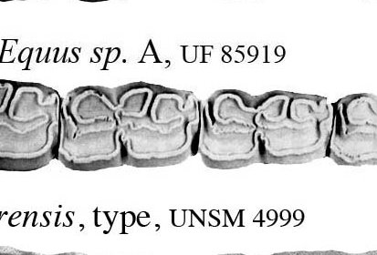 Fig.30 Pool Branch, E.sp.A, Caloosahatchie Lower cheek teeth