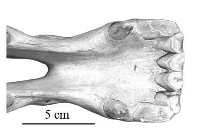 P41 AMNH 32686 Symphyse